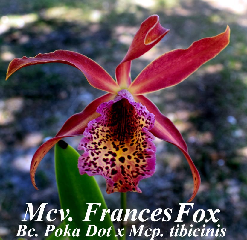 Mcv. Francis Fox 4\" Pot 8-10 inches high